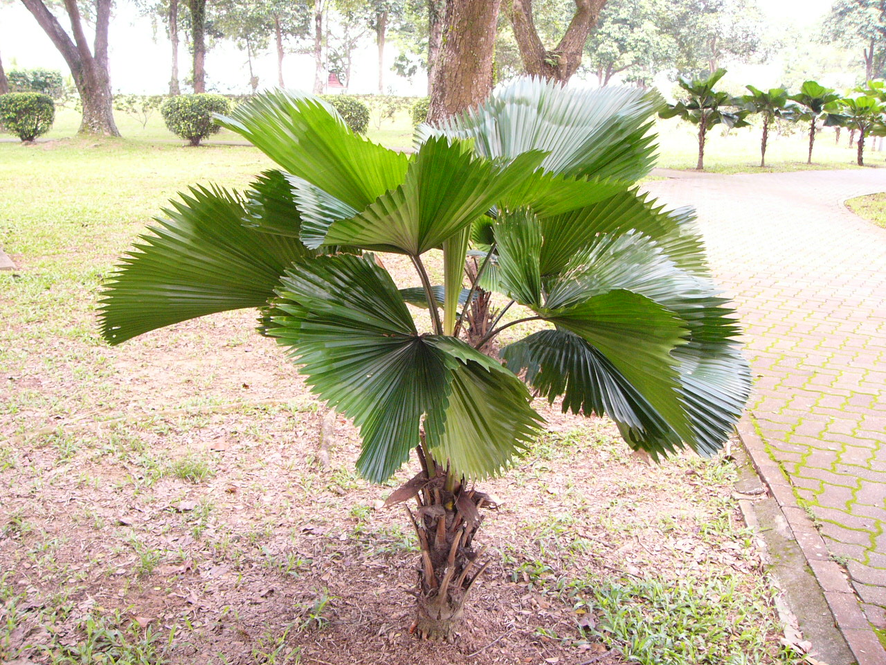 لیکوآلا پالم , licuala palm